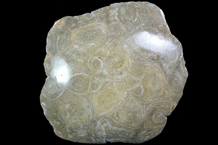 Polished Fossil Coral (Actinocyathus) - Morocco #84973